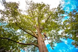 Best Tree Health Inspection  in Prairie Du Chien, WI