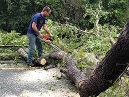 Best Tree Maintenance Programs  in Prairie Du Chien, WI