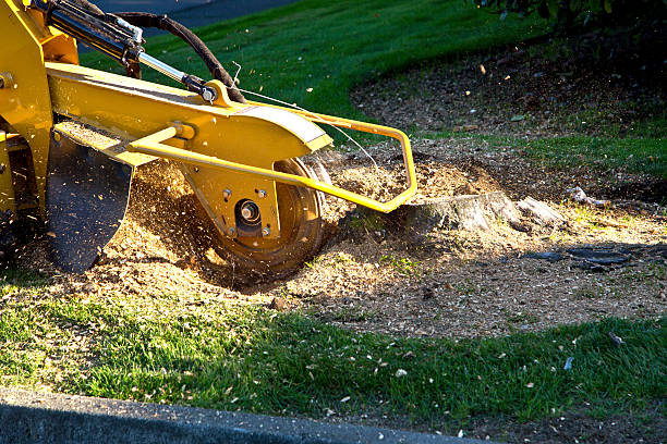 Best Arborist Consultation Services  in Prairie Du Chien, WI